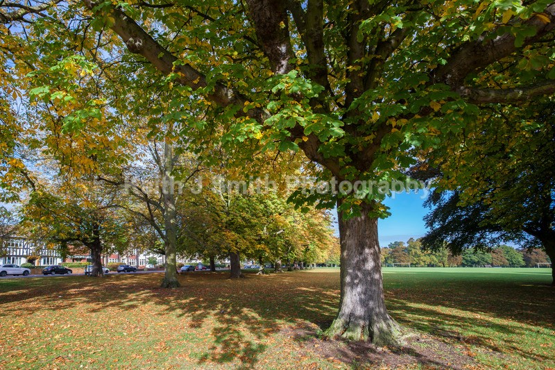2SKJ0727 - Trees in Abington Park