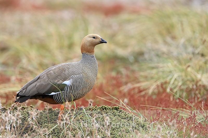 Ruddy-headed Goose side view, Carcass Island, Falklands - Ruddy-headed Goose