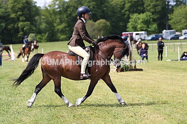 IMG_3448 - Working Hunter