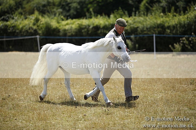 _C7A0096 - In Hand Championship BVRC Show 2018