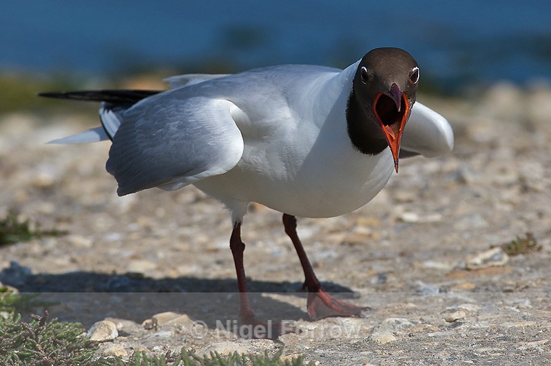 Black-headed Gull (breeding adult) calling at Brownsea Island - Black-headed Gull