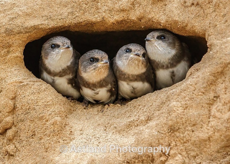 Astland Photography, Bird and Wildlife Images, Susan and Peter Wilson, U.K.