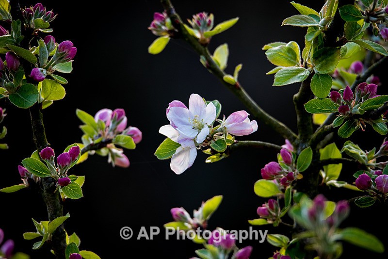 ACP_8643-1 - Plants