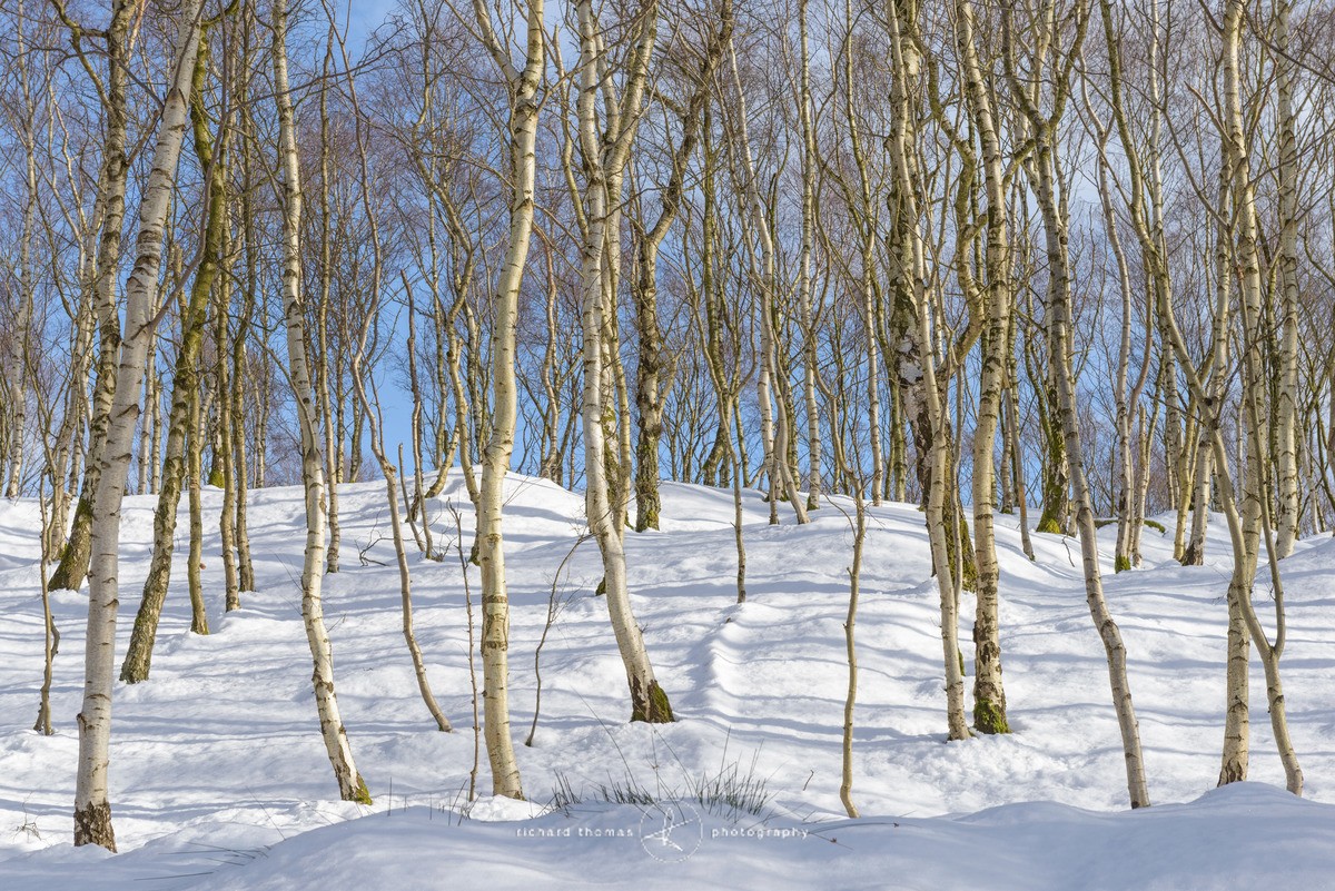 Silver and White - WINTER