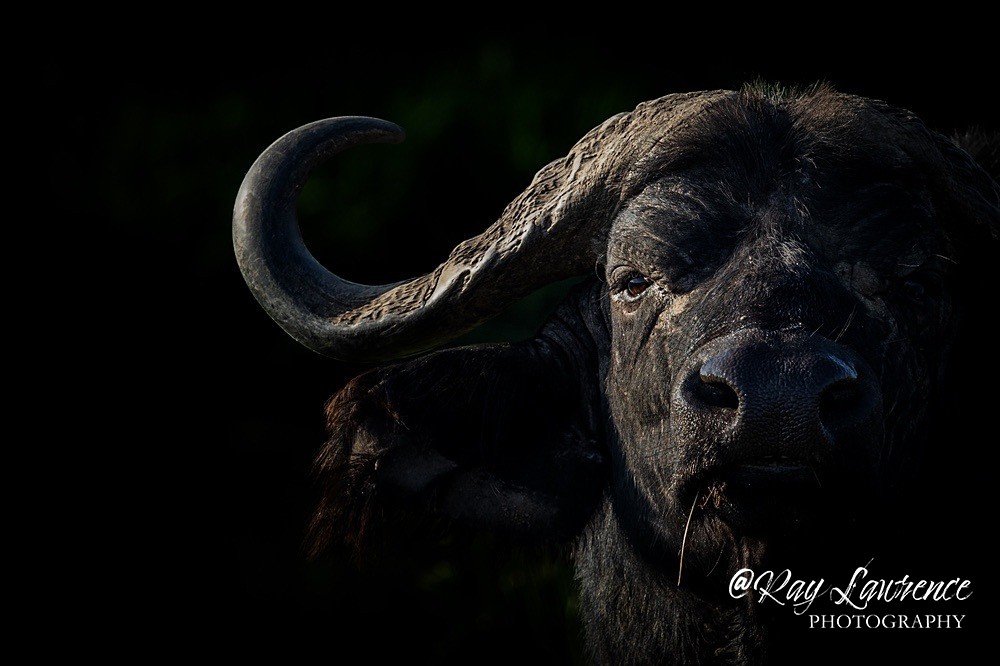 Masai Mara 100223_RLP107548 - Colour Fine Art Wildlife