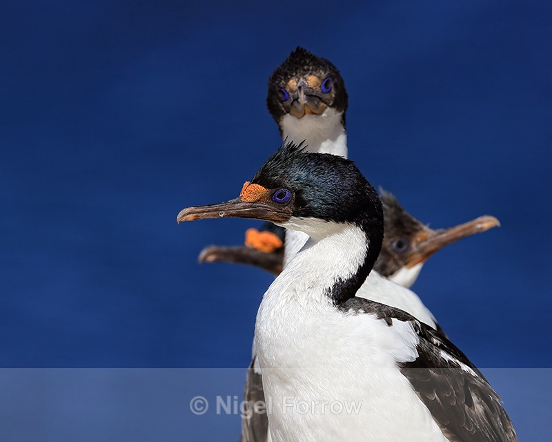 Imperial Shag group, Carcass Island, Falklands - Imperial Shag