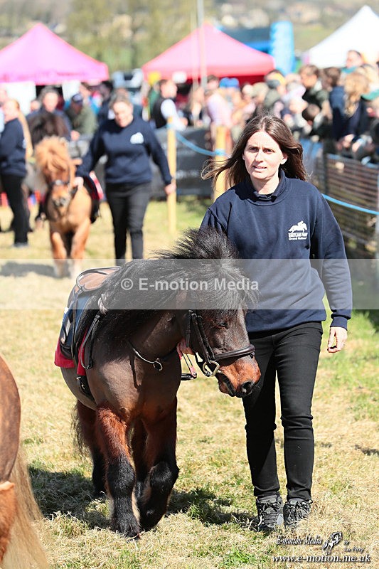 Shet 060426 60 - Shetland Pony Racing Paxford Races Easter Mon 06/04/26