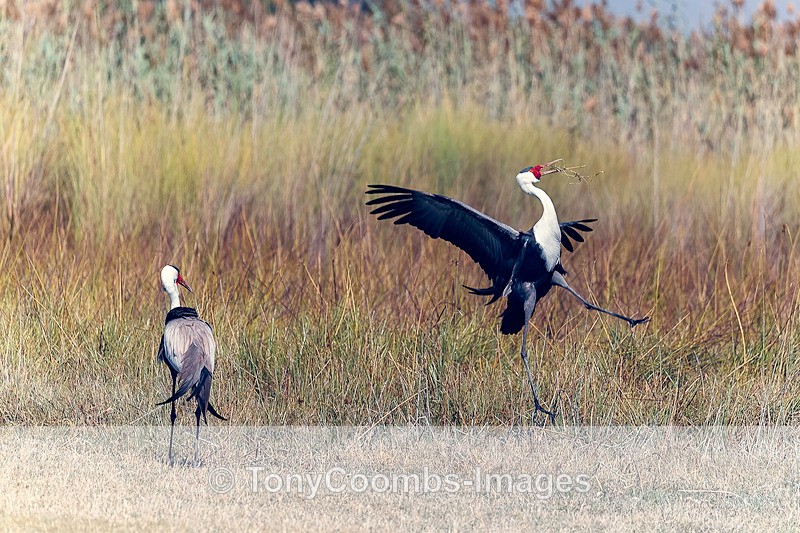 Wattled Crane - Botswana ~ Birds