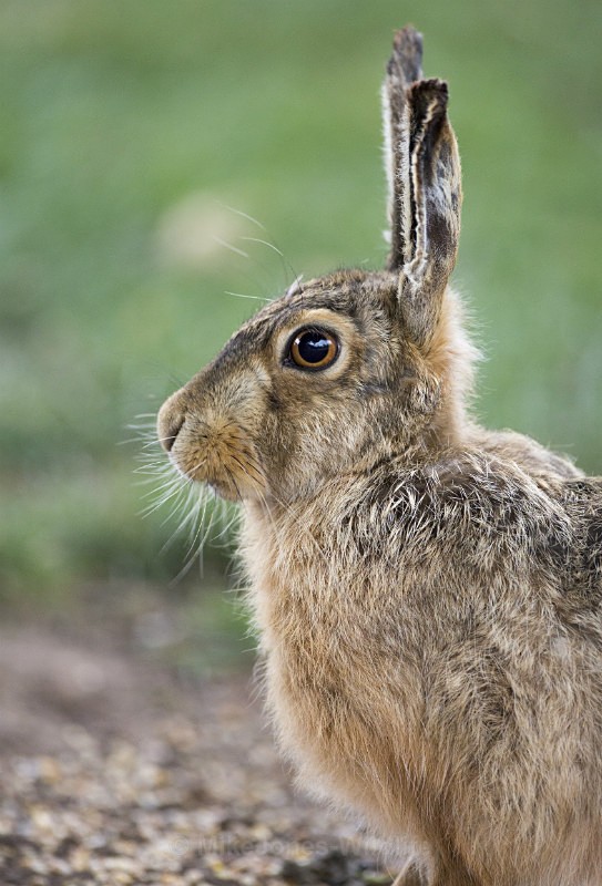 Brown Hare ref bh 10 - New, Brown Hare Gallery