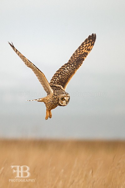 SOE-89 - Birds of Prey