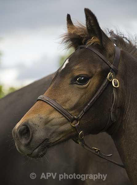  - Horses'n'Ponies