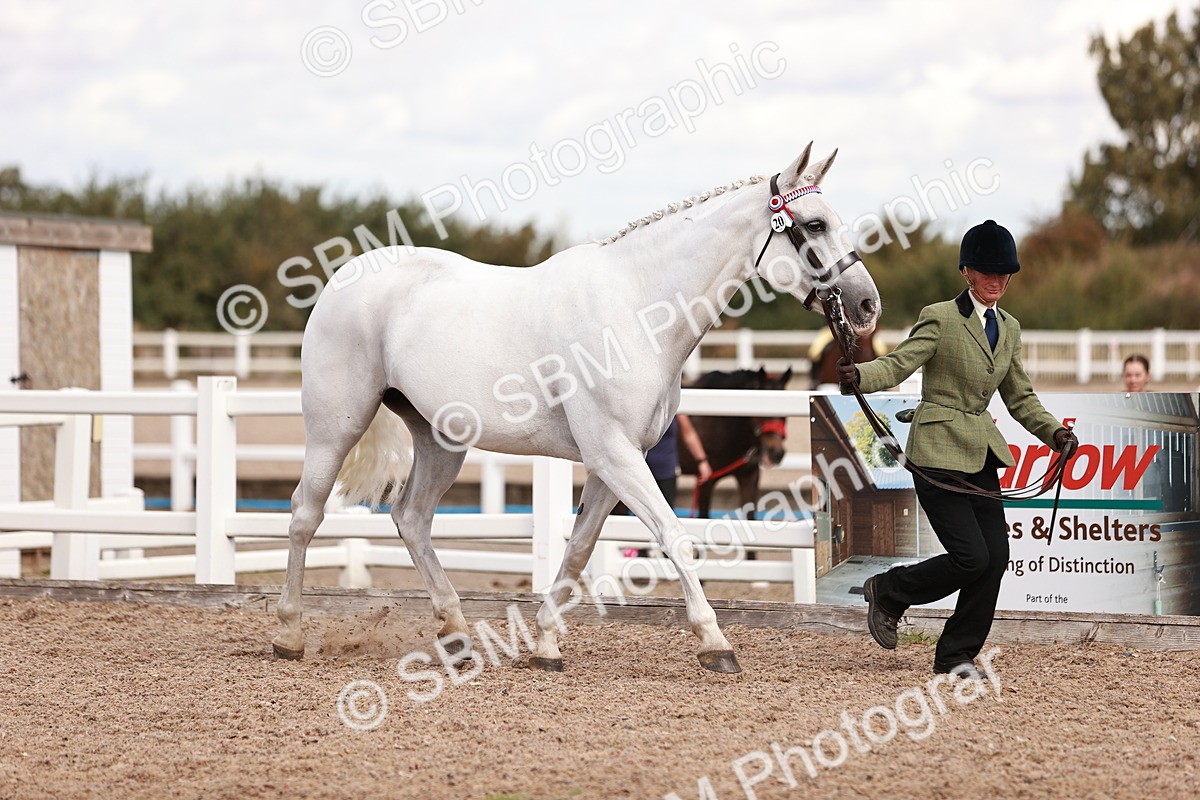 SBM_14175 - Class 407 - IH Hack Riding Horse