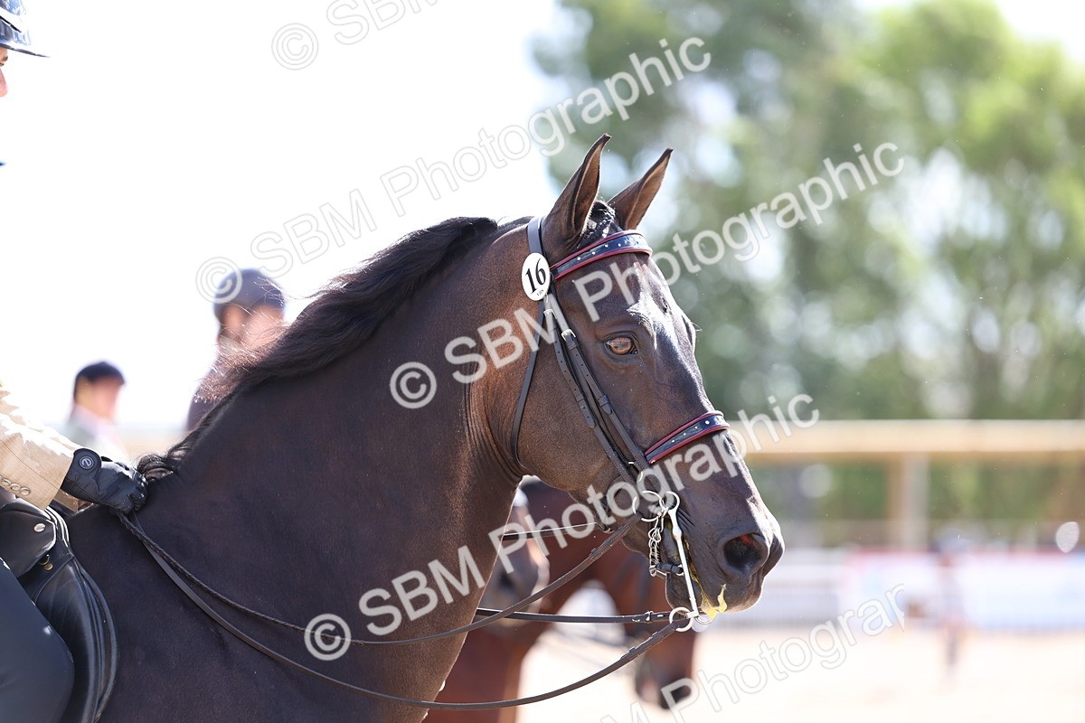 SBM_10794 - Class 305 - Ridden Foreign Breeds - Pure Bred