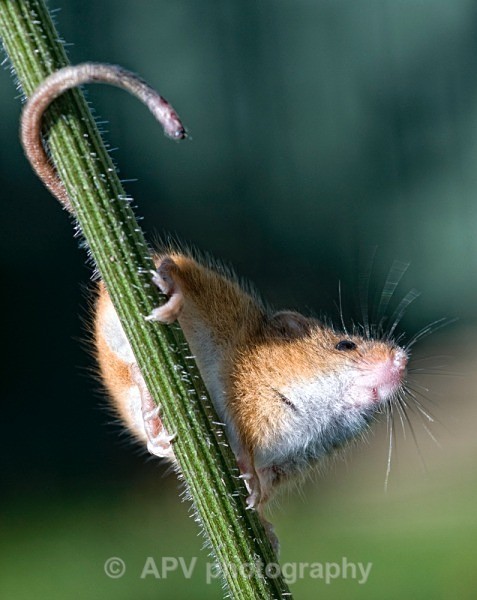 _DSC8306sml - Bob's Harvest Mice.