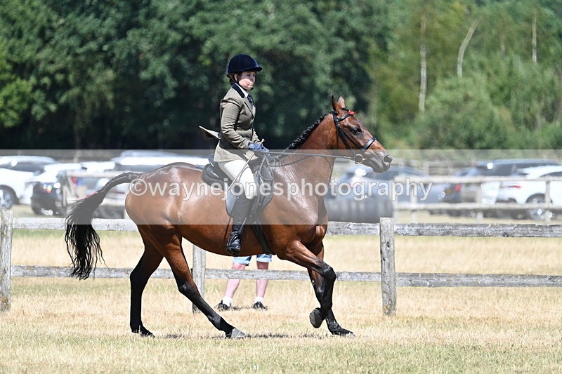 WJ7_3139 - Class 7 Riding Club Show Horse