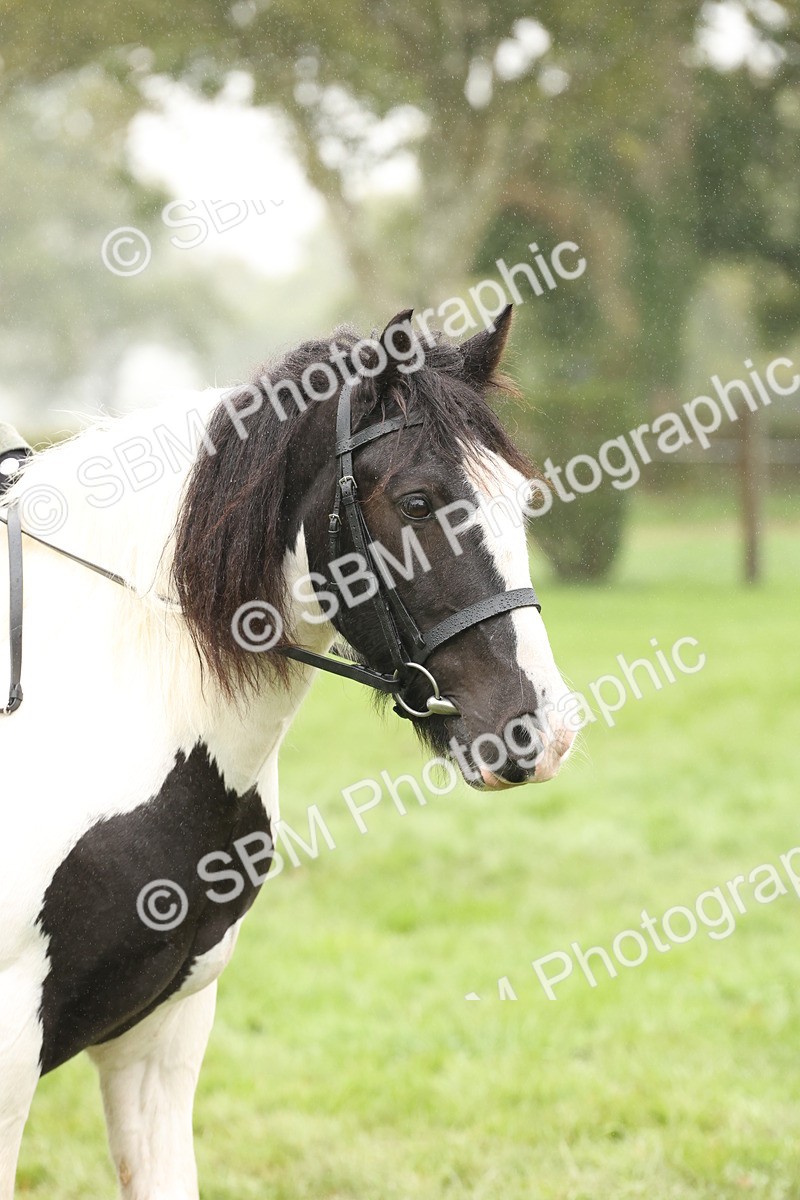 SBM_72794 - S70 - Traditional Cob Ridden