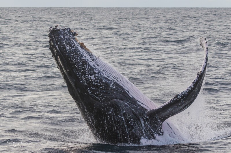Stormy Breach. 0A3A0206 - 2025 Whales
