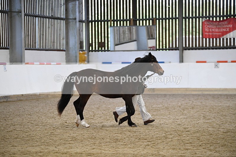 WJ5_5715 - Morning in hand Championship