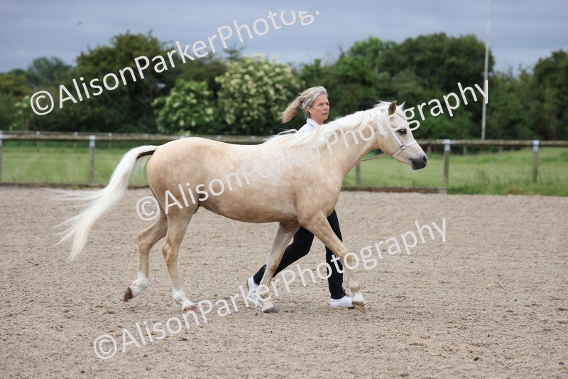 20250524-0103 - Class 2 - Youngstock