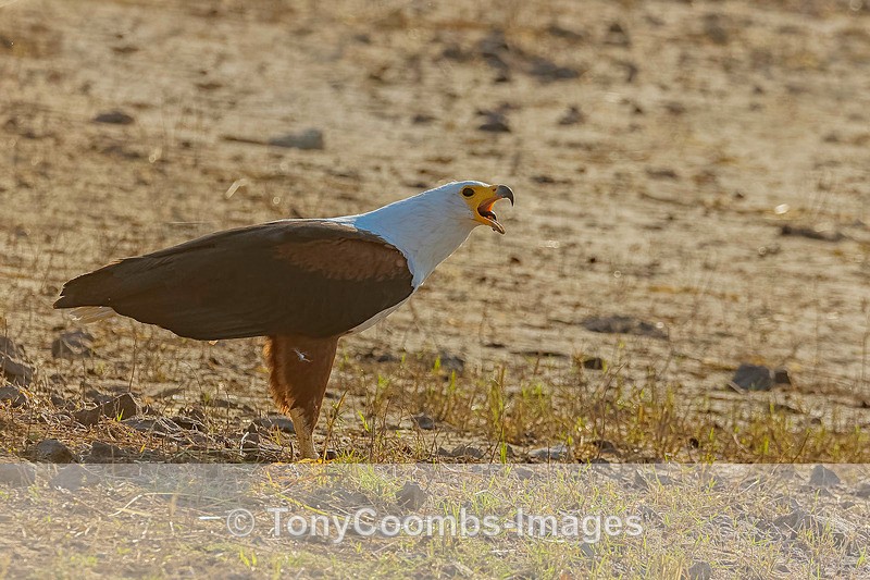 African Fish Eagle - Botswana ~ Birds