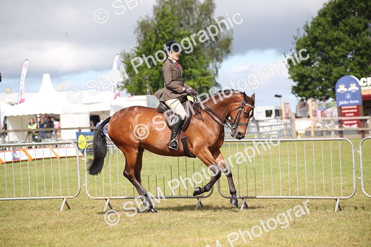 SBM_13204 - Class 95-96 - LIHS BSHA Rising Star Hack Riding Horse