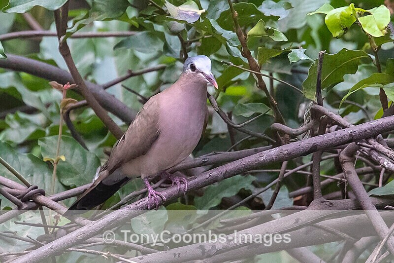 Blue-spotted Wood Dove - The Gambia