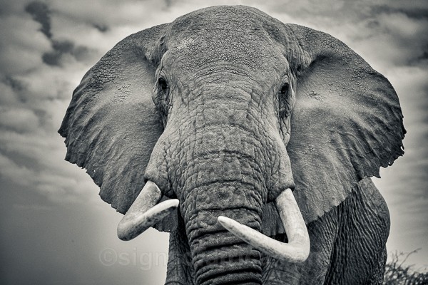 Bull Elephant, Samburu, Hasselblad