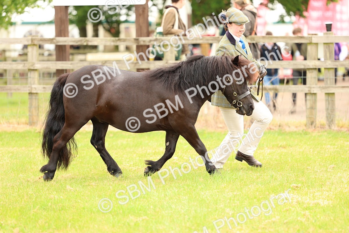 SBM_04337 - Class 64-67 - Shetland Pony In Hand
