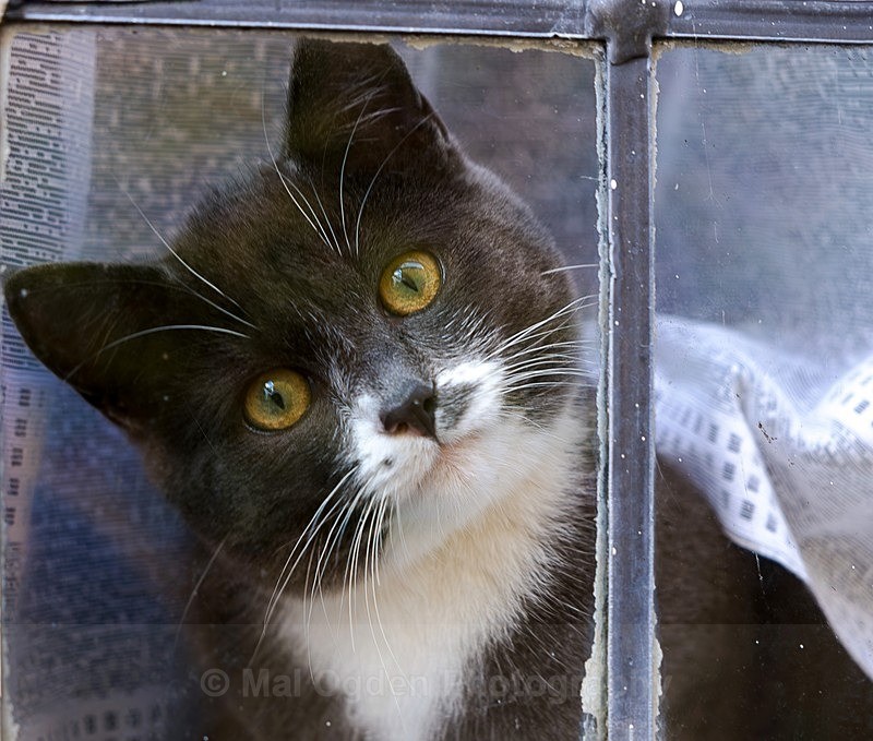 Moggy - Portrait