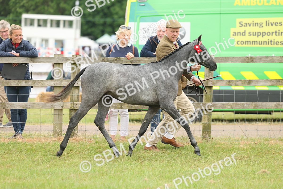 SBM_05556 - Class 68-73 - Riding Pony Breeding