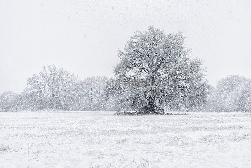 Winter Oak - Rivington And Surrounding Areas