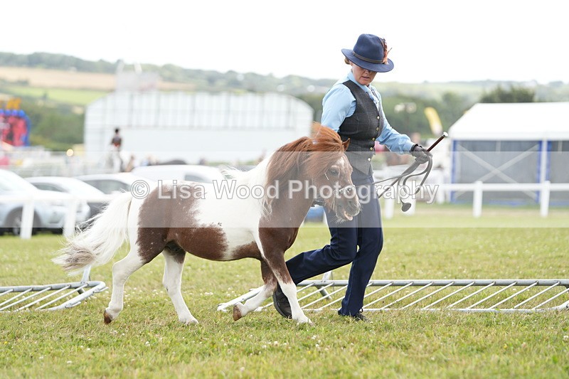 DSC06886 - Class 60: Coloured Pony 4yrs & over