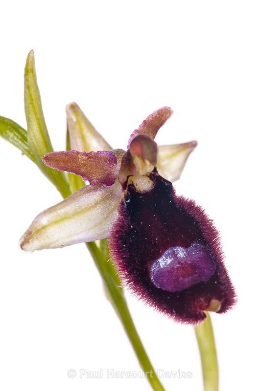  - WB: Orchids - Ophrys