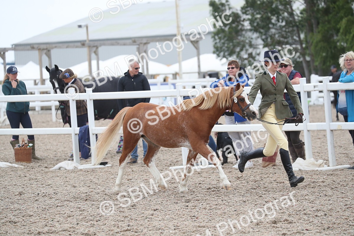 SBM_17971 - Class 317 IH Pure bred Horse/Pony