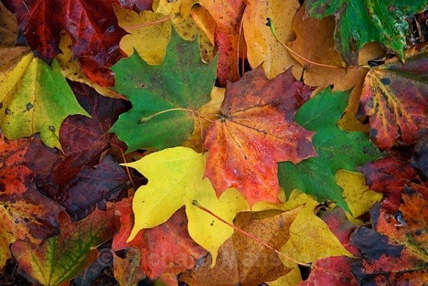  - Autumn
