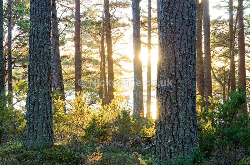 Golden Morning Light in the Pine Forest at Loch Garten in the Cairngorms National Park