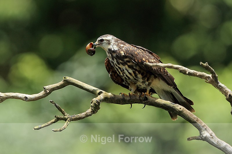 Snail Kite (immature) with snail, Panama - Snail Kite
