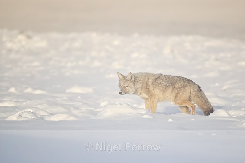 Coyote in mist, Yellowstone, Wyoming - Coyote