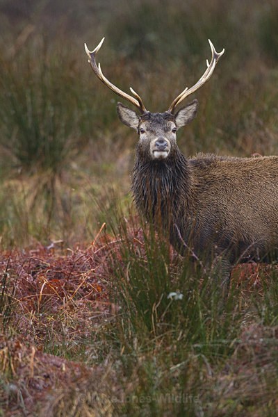 RED DEER,ref rd 36b - RED DEER