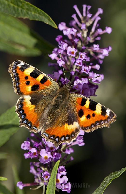 TORTOISE SHELL BUTTERFLY - BUTTERFLIES