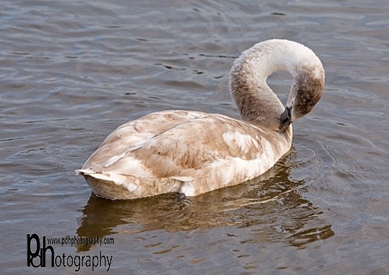 ChewLake_Cygnet-1-0140 - Natural World Birds