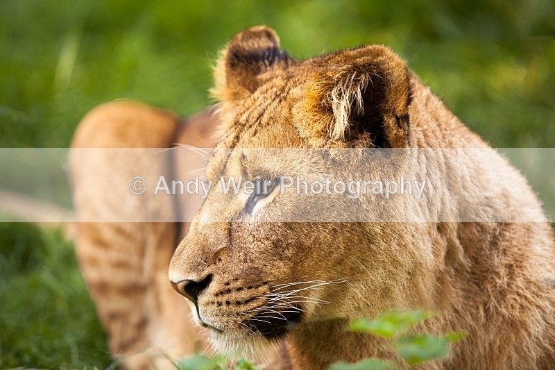 20120903-_MG_9613-1370 - Captive Animals
