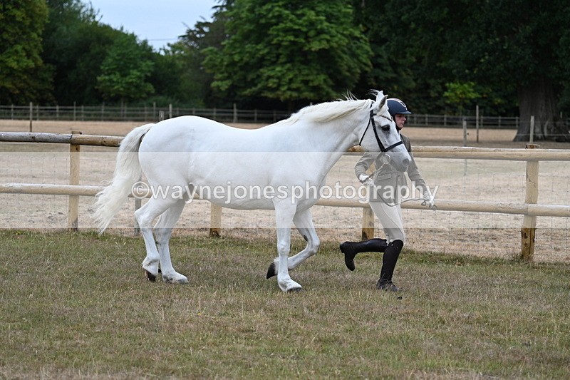WJ7_8748 - Class 4a Prettiest Mare 14.2hh and over