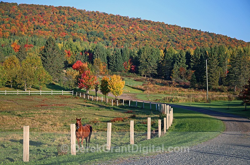 Autumn Horse New Brunswick Fall Foliage - Autumn Foliage