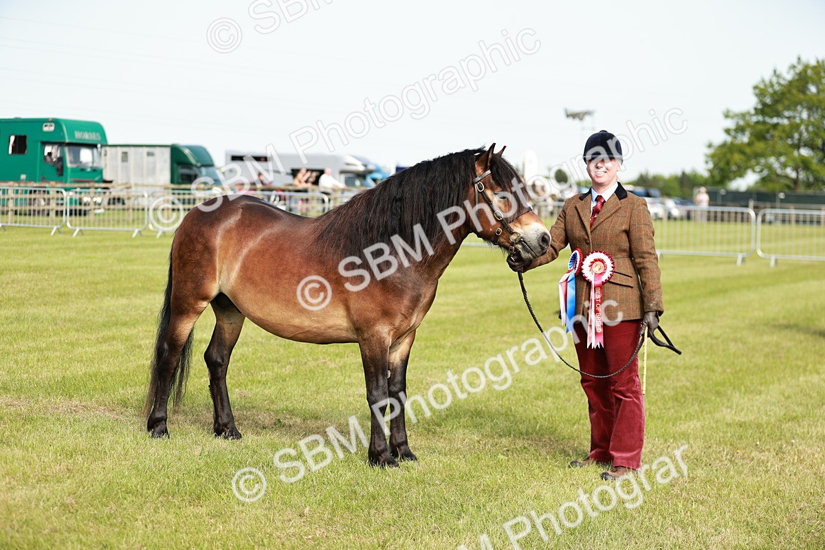SBM_00651 - Class 14-23 - Mountain & Moorland In Hand Non Welsh