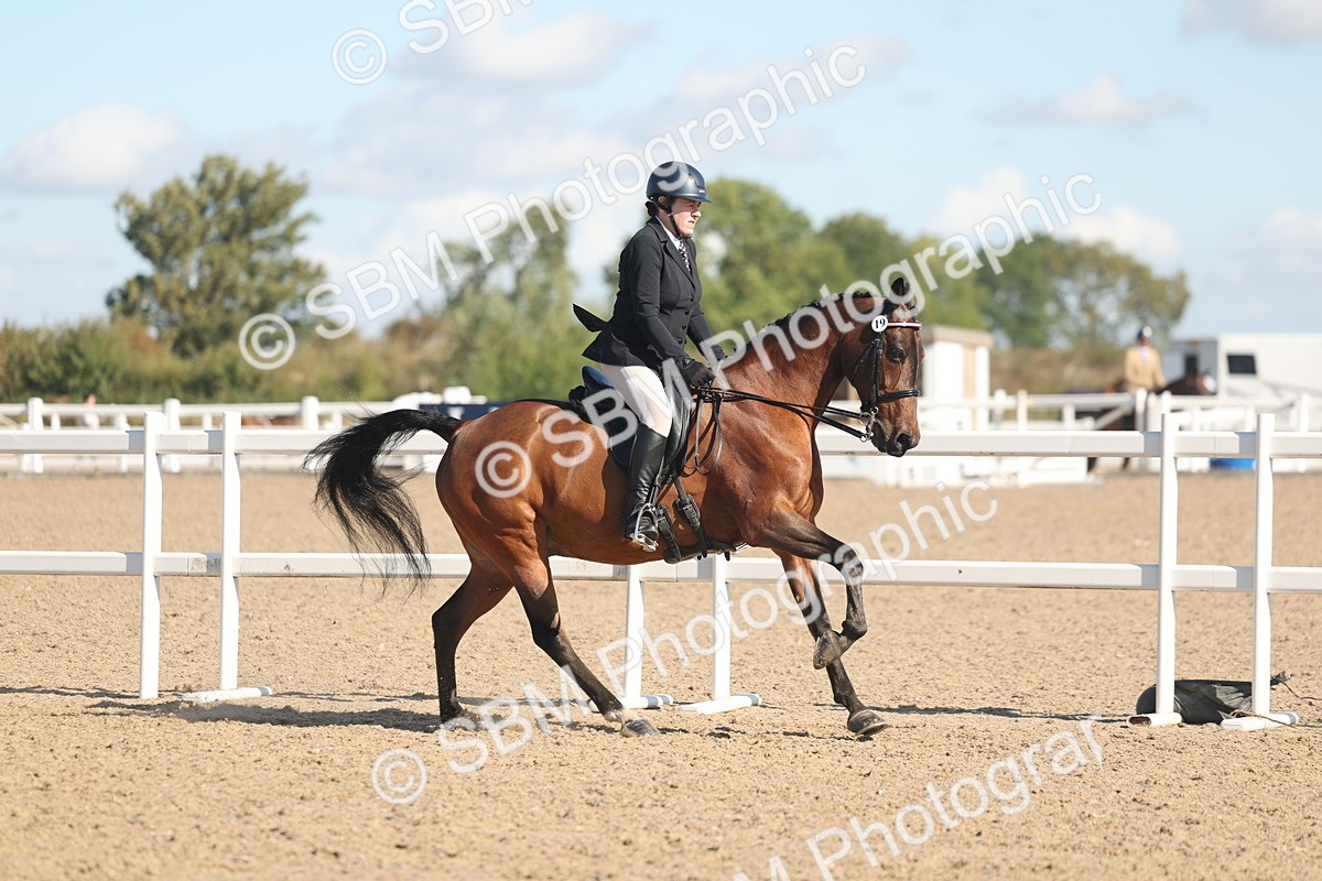 SBM_13027 - Class 305 - Ridden Foreign Breed Pure Bred