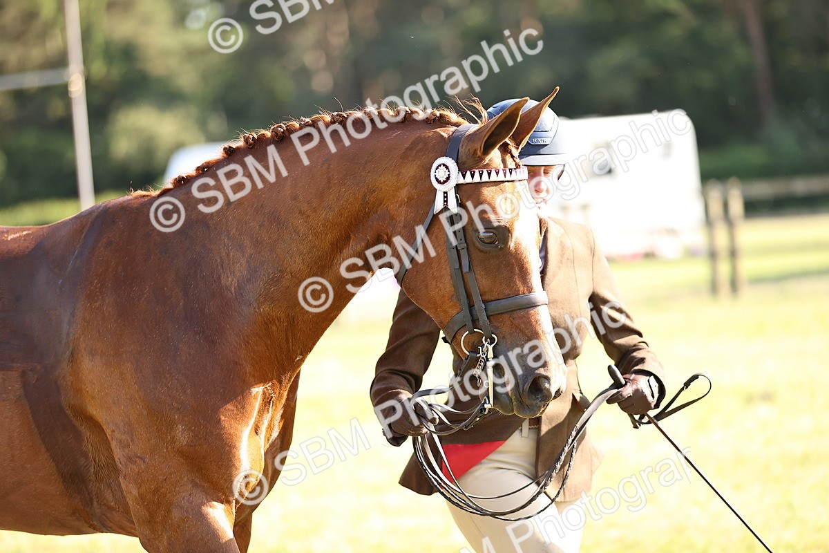 SBM_19733 - Class 87-88 - RIHS BSHA Riding Horses