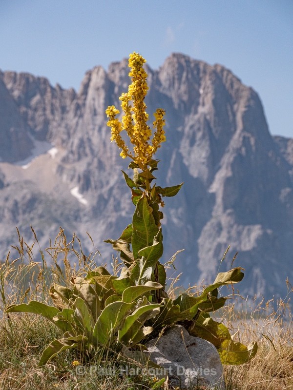  - Flowers in the Landscape - 2
