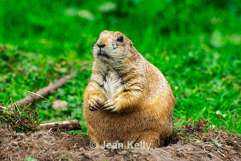 Black-tailed Prairie Dog - DSC_9408 - Black-Tailed Prairie Dogs