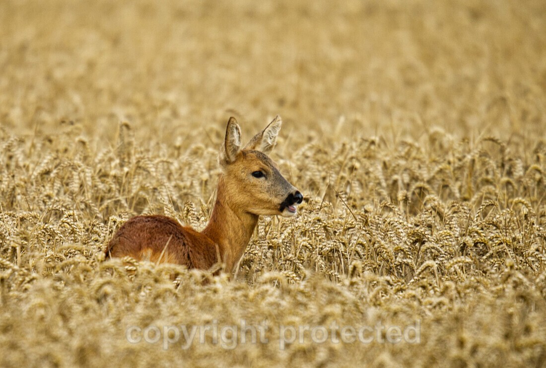 Roe Deer - Farmland - Suffolk - Mammals